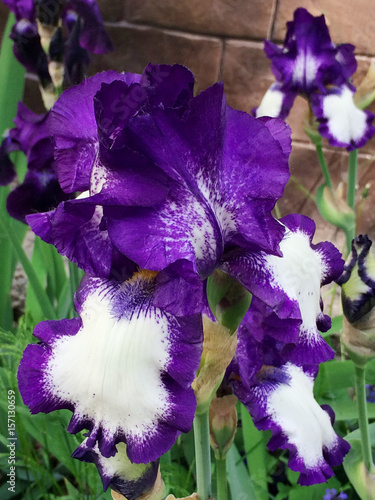 flower, iris, purple, nature, summer, blue, petal, green, floral, background, plant, garden, beautiful, blossom, violet, blooming, spring, stem, park, bouquet, flora, day, bright, leaf, color, beauty, photo