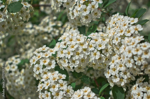 Closeup of small white flowers