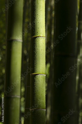 bamboo stalks with water drops