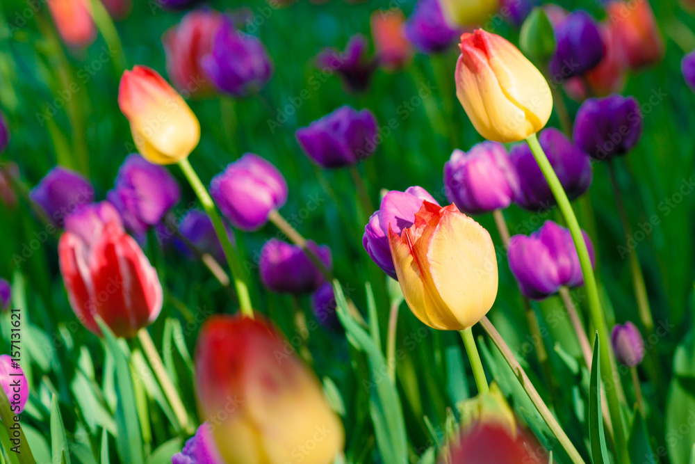 Fototapeta premium Multicolor tulips on a flowerbed