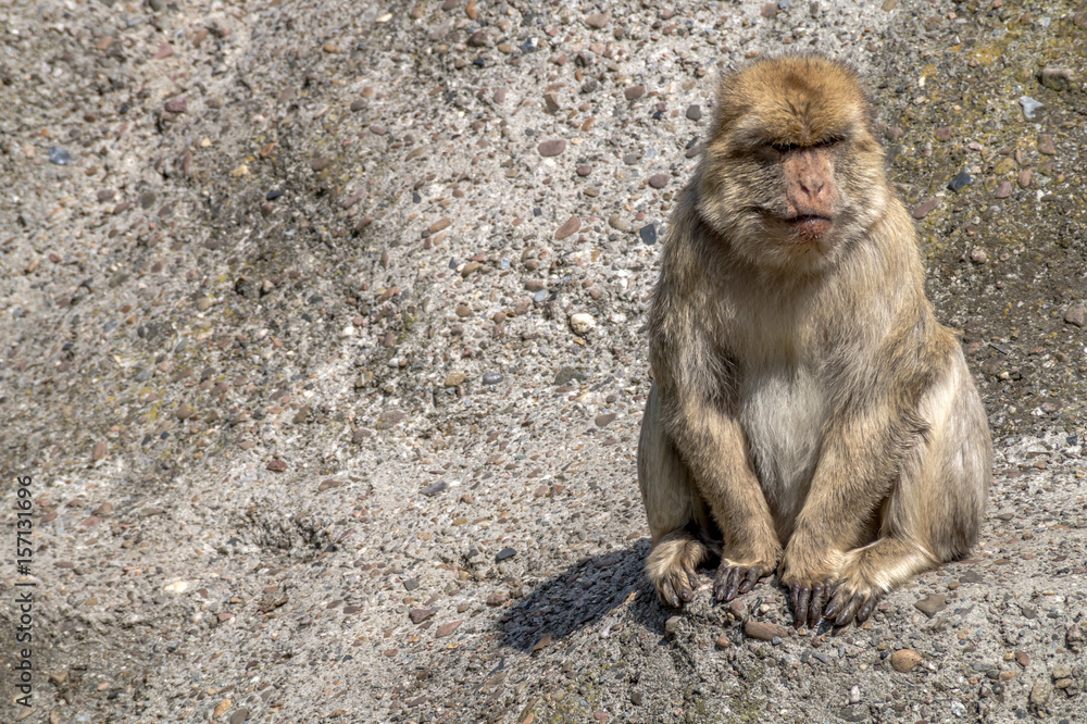 Naklejka premium berberaffe auf einem felsen