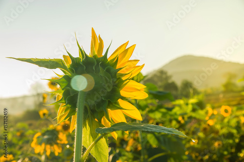 blooming flower of sunflower field  photo