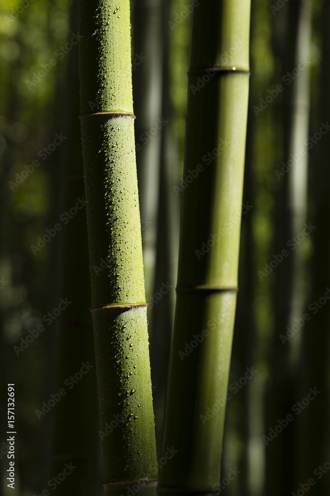 bamboo stalks with water drops bamboo stalks with water drops