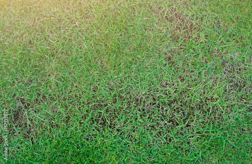 Pests and disease cause amount of damage to green lawns, lawn in bad condition and need maintaining