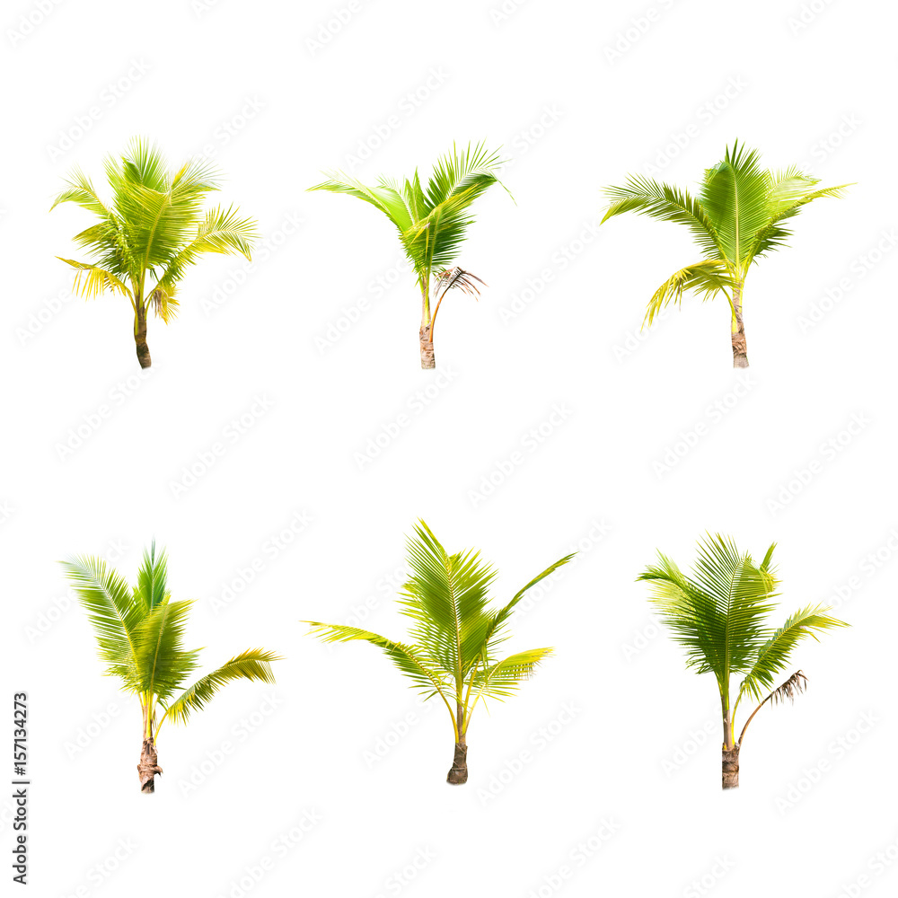 Coconut tree on white background 
