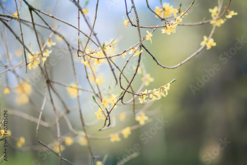 Жёлтые цветы распустились на ветке  © polukarovaanna