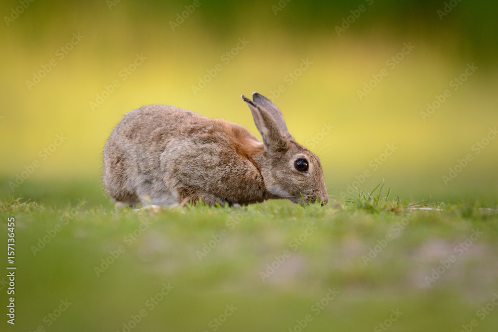 Fototapeta premium Kaninchen bei der Nahrungssuche am frühen Morgen am Rand einer Wiese