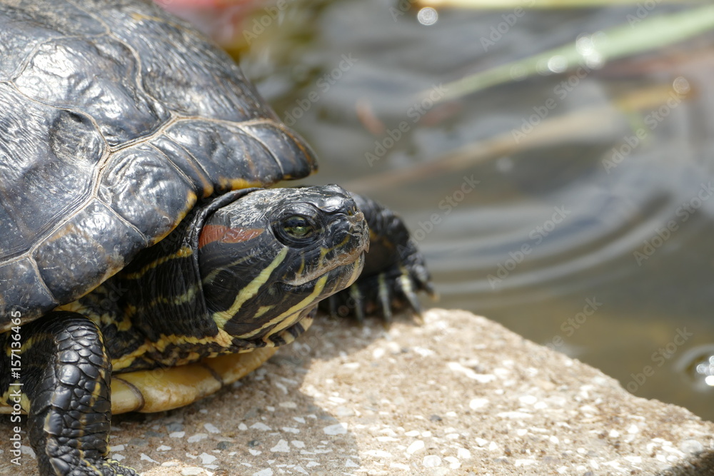 Schildkröte Schildkröte