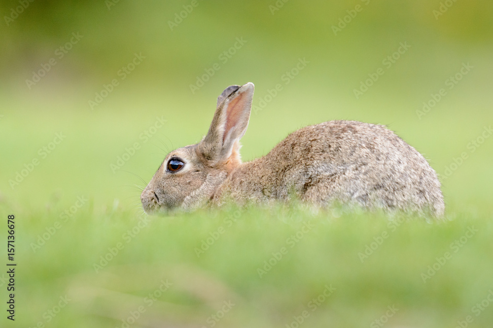 Fototapeta premium Kaninchen bei der Nahrungssuche am frühen Morgen am Rand einer Wiese