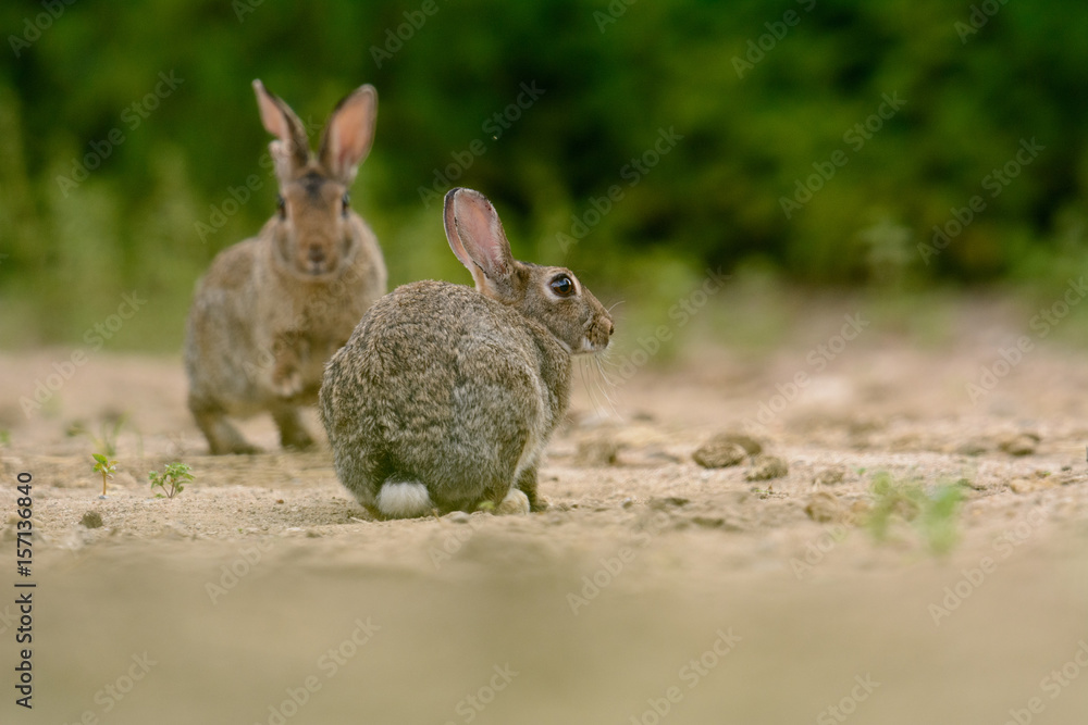 Fototapeta premium Kaninchen bei der Nahrungssuche am frühen Morgen am Rand einer Wiese