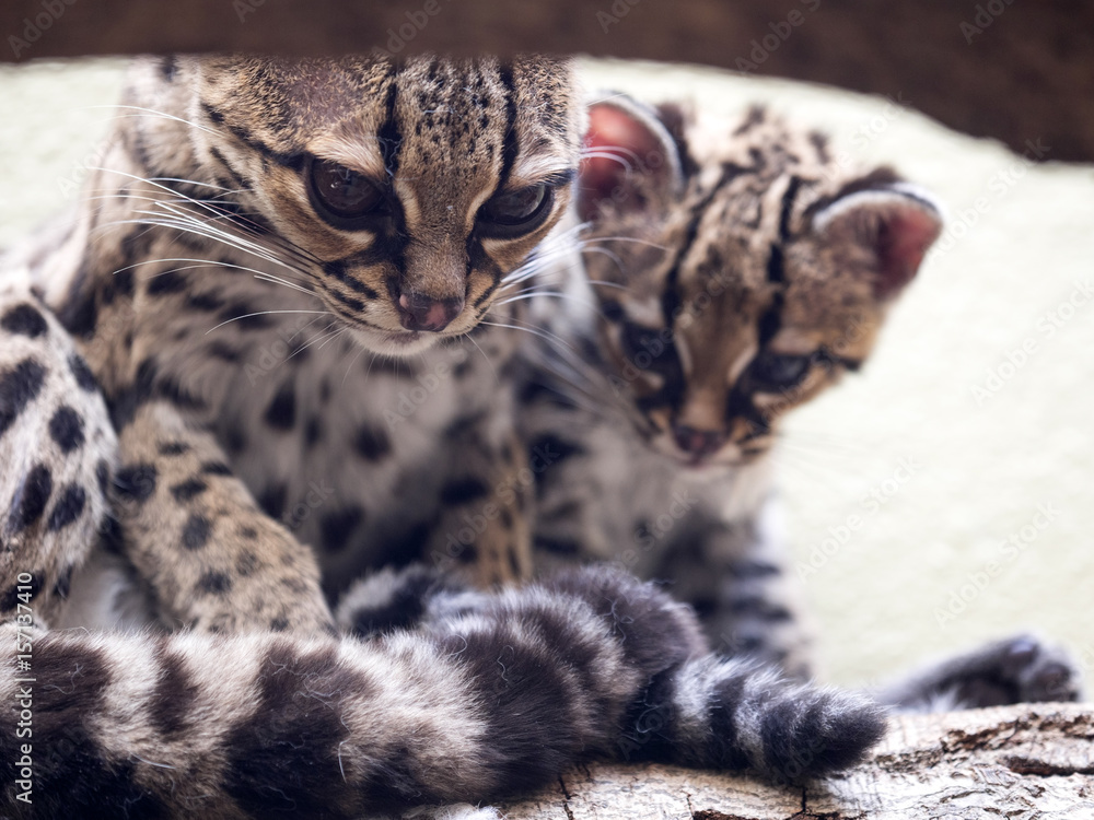 Naklejka premium Margay, Leopardus wiedii, female with baby