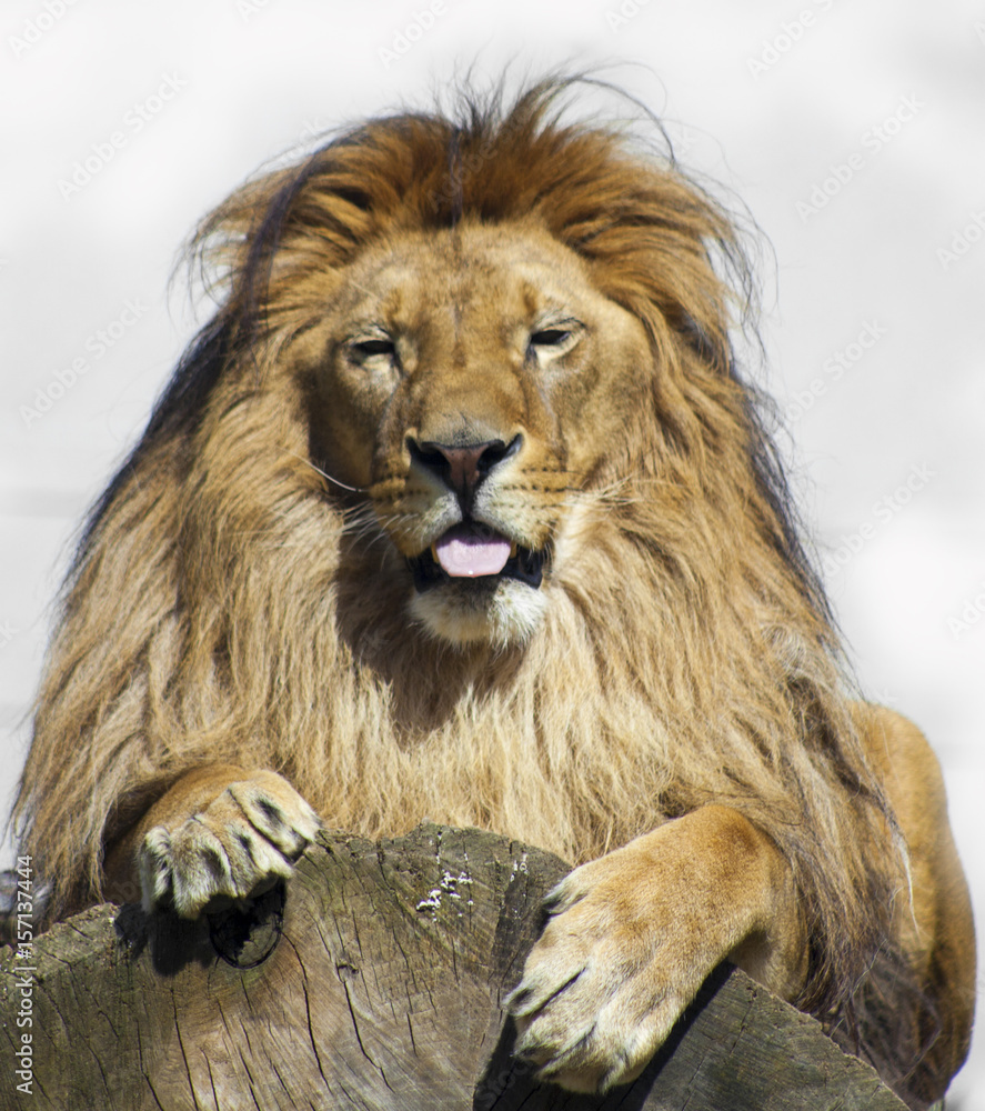 King King