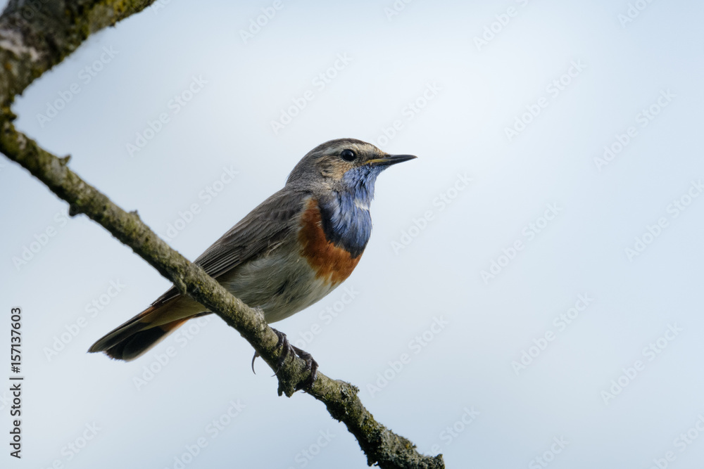 Fototapeta premium Blaukehlchen singt auf einem Ansitz in der Morgensonne