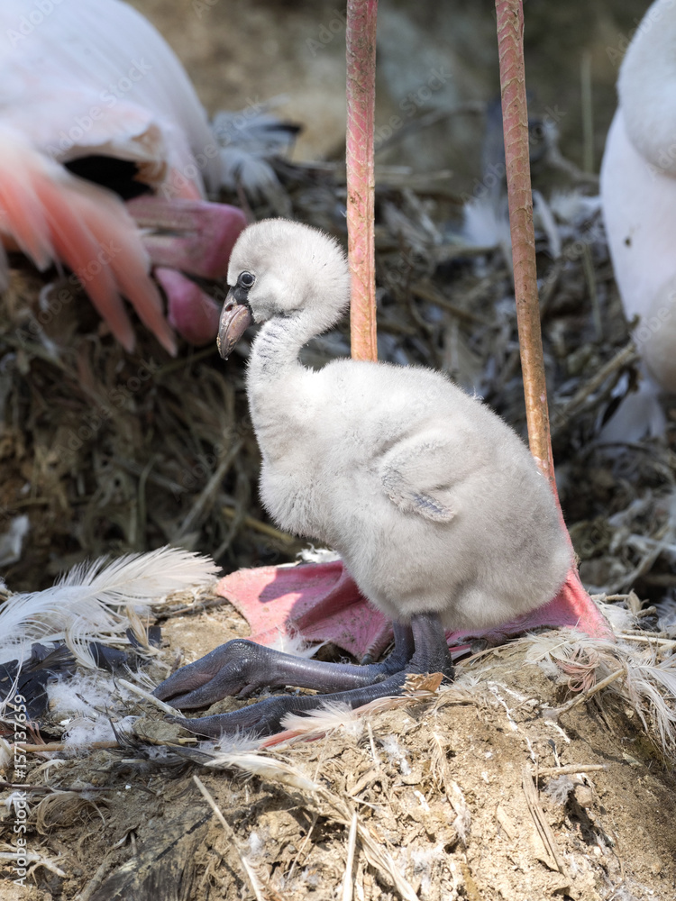 Naklejka premium Rosy Flamingo, Phoenicopterus ruber roseus, with a small chicken
