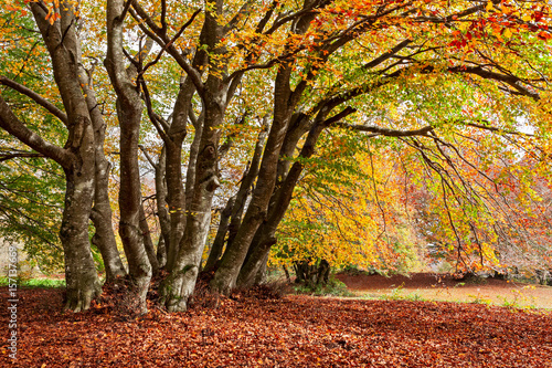 Colorful autumn in the woods of Canfaito park, Italy