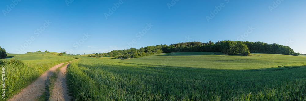 Panorama of green spring field and dirt road and clear scy