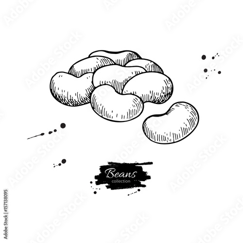 White Bean plant hand drawn vector illustration. Isolated Vegetable engraved style object.