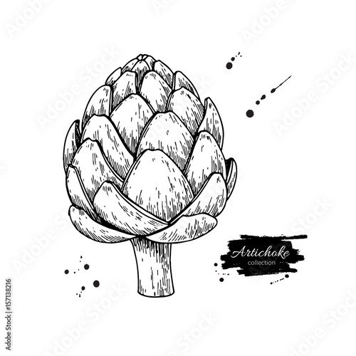 Artichoke hand drawn vector illustration. Isolated Vegetable engraved style object.