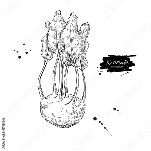 Kohlrabi hand drawn vector illustration. Isolated Vegetable engraved style object.