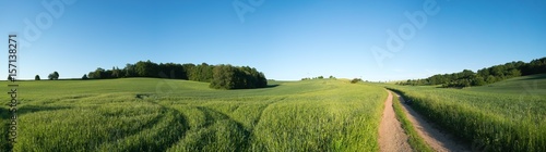  Panorama summer green field landscape with dirt road