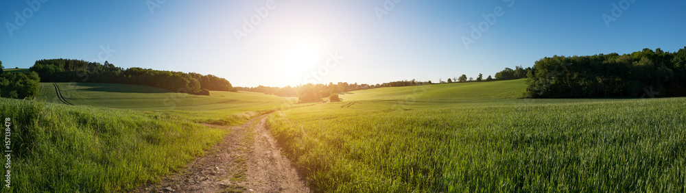  Panorama summer green field landscape at sunrise or sunset
