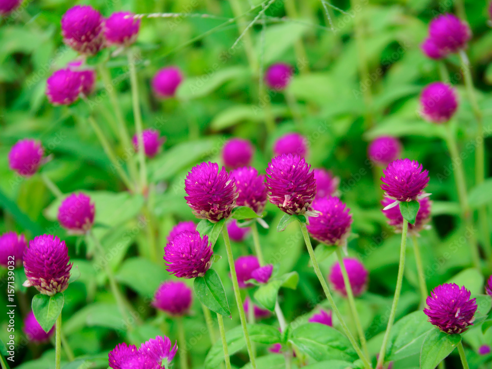 Globe amaranth, Gomphrena globosa in the garden Globe amaranth, Gomphrena globosa in the garden