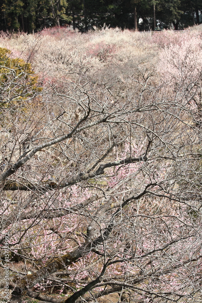 plum grove in Kairaku en, Mito, Japan plum grove in Kairaku en, Mito, Japan