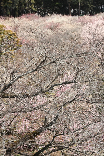 plum grove in Kairaku en, Mito, Japan