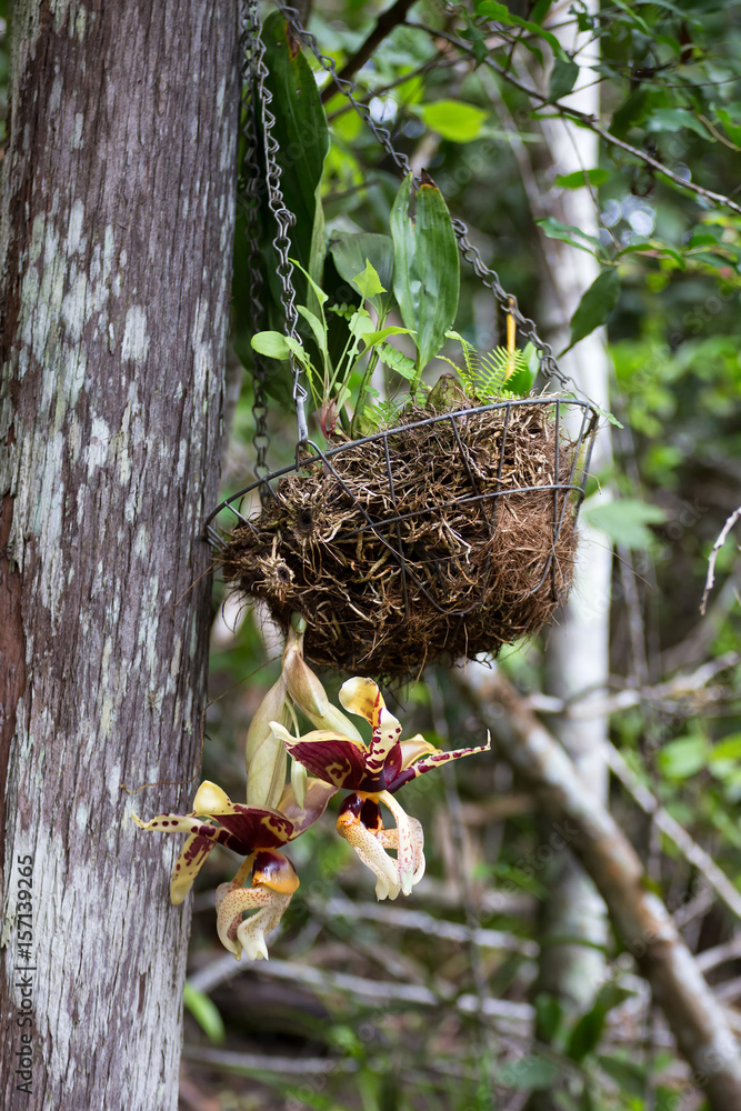 Fototapeta premium Hanging basket with Upside Down Orchid