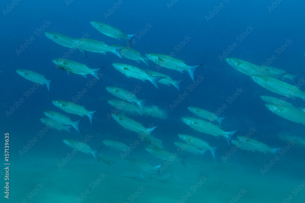 School of fish (Flathead mullet) sand ground with blue background in Indian ocean. Southeast Asia 