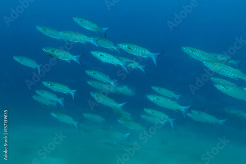 School of fish  Flathead mullet  sand ground with blue background in Indian ocean. Southeast Asia 