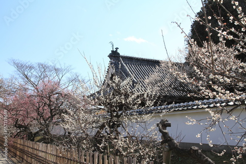 plum grove in Kodokan, Mito, Ibaraki, Japan photo
