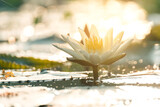 lotus flower in sunrise,White lotus with yellow pollen on surface of pond