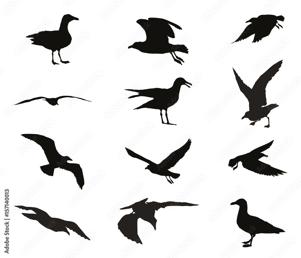 Naklejka premium Set of silhouettes of seagulls