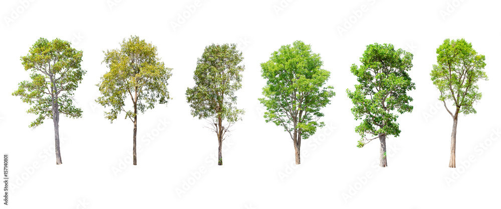 Fototapeta premium Isolated trees on white background , The collection of trees.