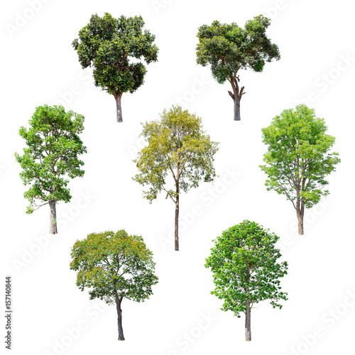 Isolated trees on white background   The collection of trees.