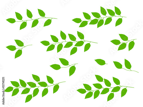 set of tree branches with green leaves