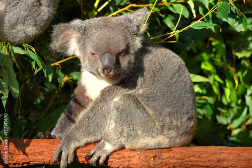 Fototapeta Naklejka Na Ścianę i Meble -  koala endormi