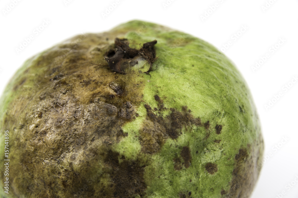 The rotten guava isolated on a white background. The rotten guava isolated on a white background.