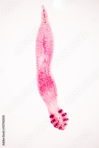 Gastrocotyles sp. under microscope view. photo