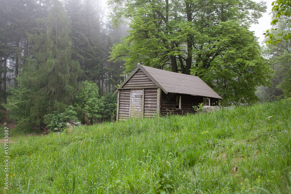 Naklejka premium Foggy path into mountains forest