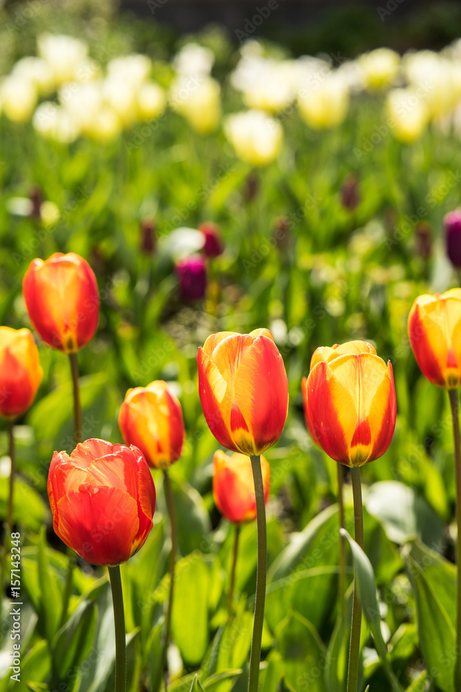 Tulip field with colorful tulips Tulip field with colorful tulips