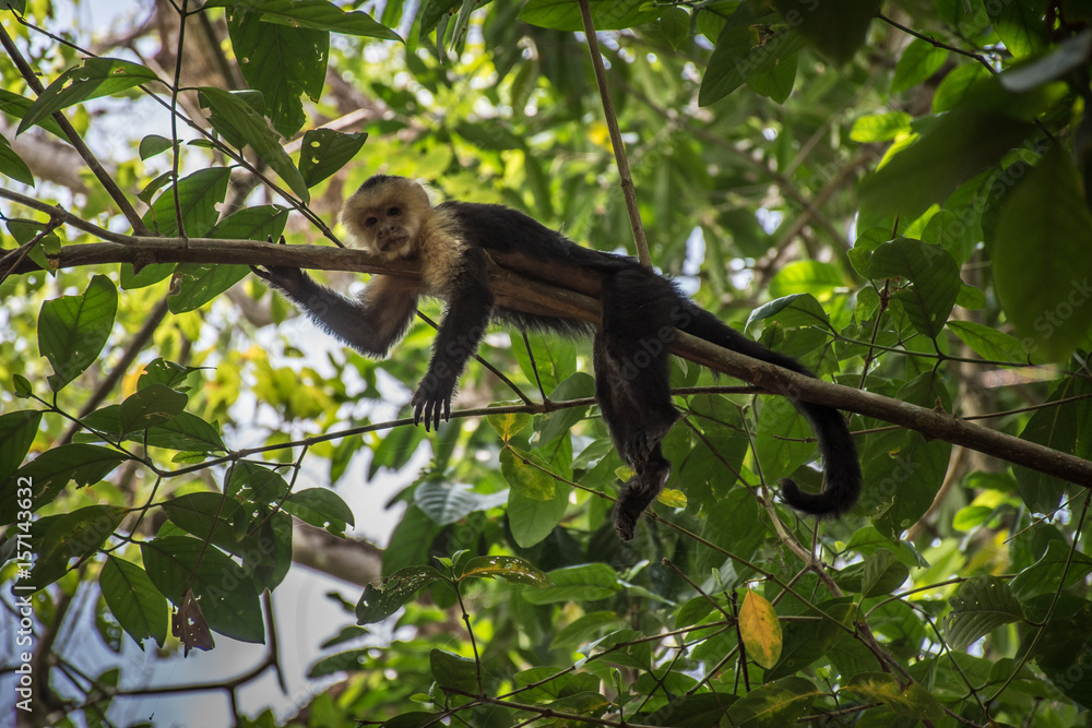 Old White-headed monkey in a tree in Corcovado Old White-headed monkey in a tree in Corcovado