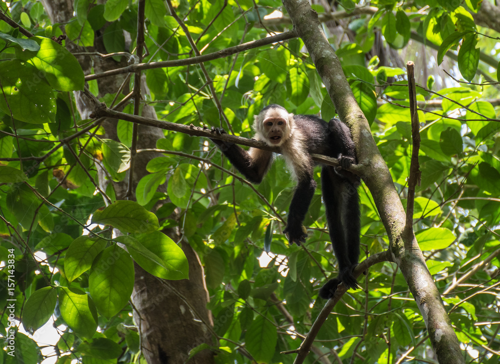 White-headed monkey with a fruit in Corcovado White-headed monkey with a fruit in Corcovado
