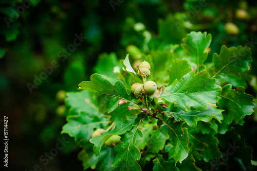 Oak branch with green leaves and acorns on a sunny day. Oak tree in summer with blurred leaf background. Closeup.