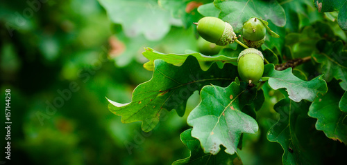 Oak tree in the summer. Oak branch with green leaves and acorns on a sunny day. Blurred leaf background. Closeup. Copy space. Place for text.