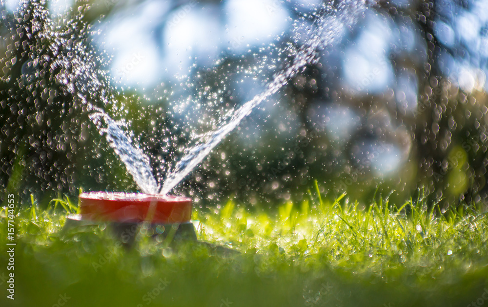 Obraz premium mit einem Wassersprenger wird ein Garten gewässert