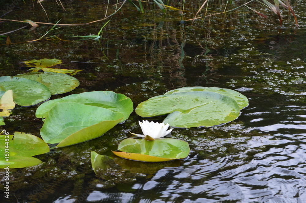 my favorites: water lily in Delta Danube reservation my favorites: water lily in Delta Danube reservation
