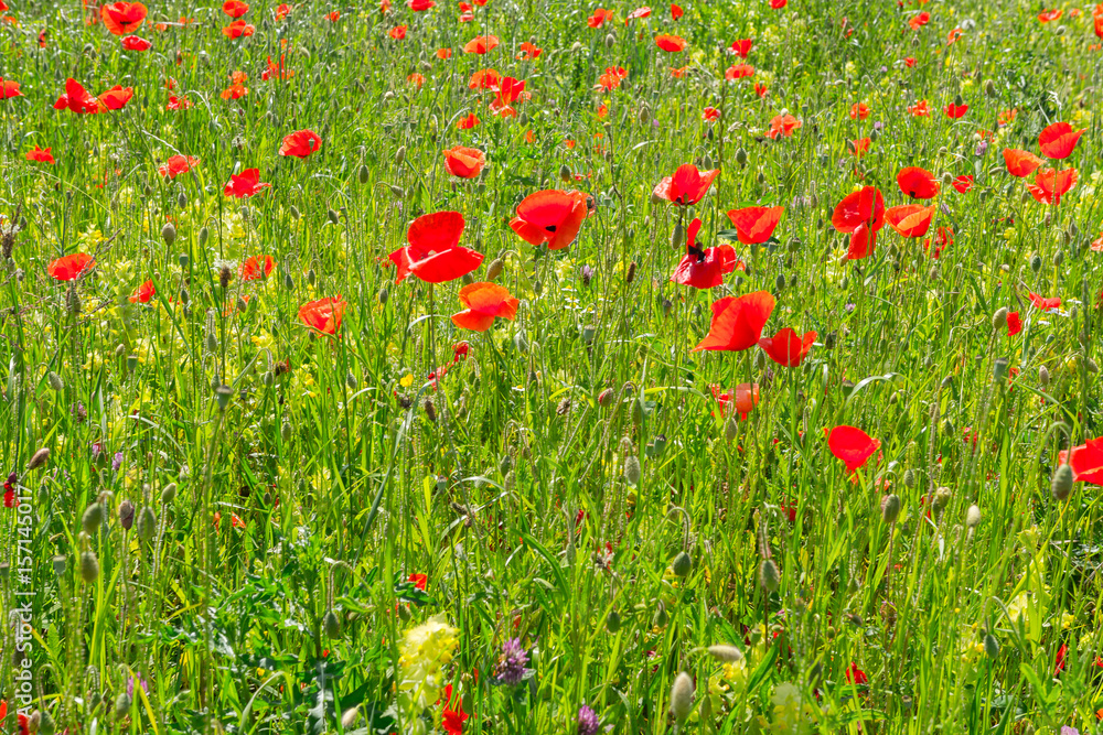 Mohnfeld im Sommer