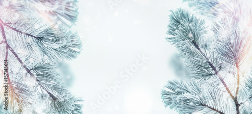 Winter nature background with Frozen  Branches of cedars or fir with snow  outdoor   banner